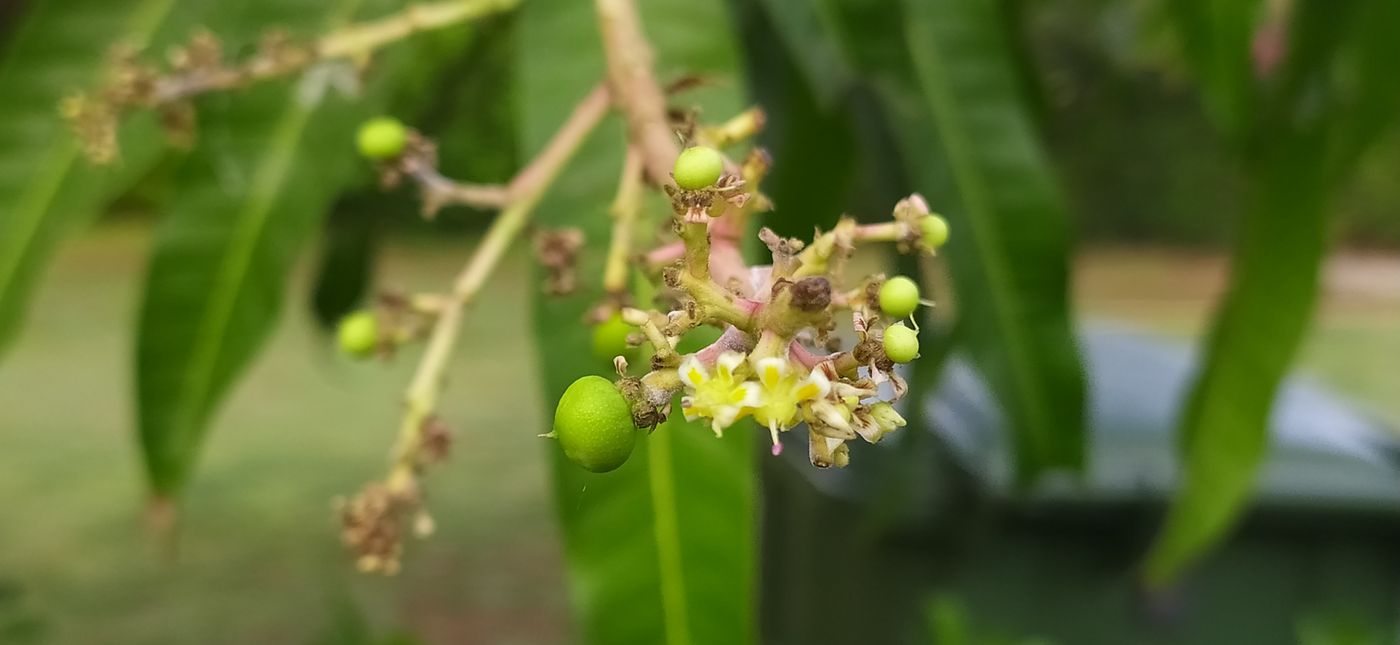 麻花影视 APP 影片列表示意